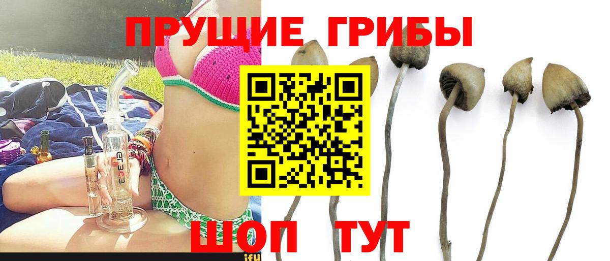 Елизово  Псилоцибиновые грибы мицелий  Вход с VPN 